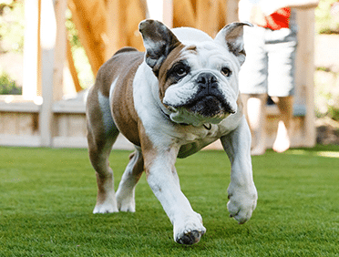 Artificial Turf Solutions for Pets